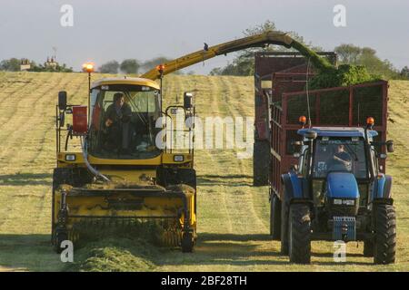 Head-on shot of self-propelled forage harvester alongside New Holland tractor collecting and feeding silage into a Redrock trailer on a sunny evening. Stock Photo