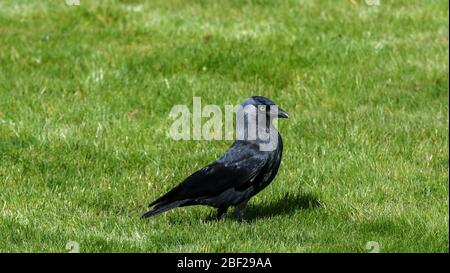 Corvus monedula, jackdaw standing in bright sunshine on a spring day on a green grass garden lawn. Stock Photo