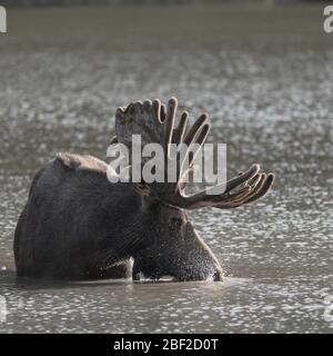 Moose Blows Mist At Water Surface in mountain lake Stock Photo