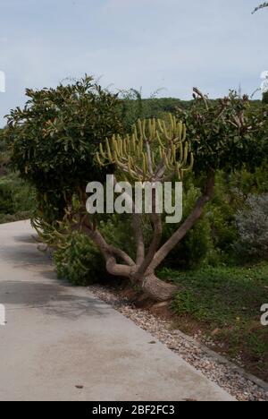 Jardi Botanic de Barcelona, Carrer del Doctor Font i Quer, Monjuic, Bacelona, Spain by OAB Office Architecture Carlos Ferrater, Josep Lluis Canosa Stock Photo