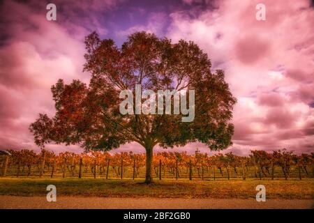 Single wattle tree silhouetted against a dramatic sky above the vines in the vineyard Stock Photo