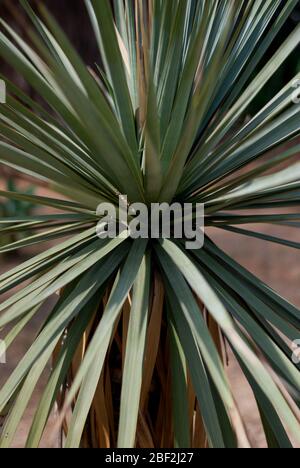 Jardi Botanic de Barcelona, Carrer del Doctor Font i Quer, Monjuic, Bacelona, Spain by OAB Office Architecture Carlos Ferrater, Josep Lluis Canosa Stock Photo