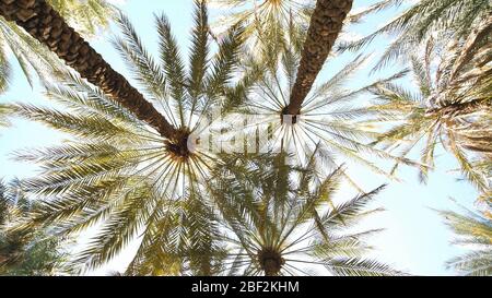 Well-groomed and tidy palm trees on a sunny day Stock Photo
