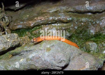 Northern Red Salamander. Salamander,Amphibian,Reptile House,Species: ruber ruber,Genus: Pseudotriton,Family: Plethodontidae,Order: Caudata,Class: Amphibia,Phylum: Chordata,Kingdom: Animalia Stock Photo