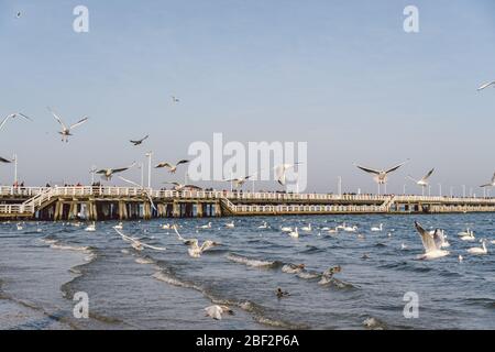 swans and seagulls on the coast in the Baltic Sea in winter, spot city Poland. Hungry wild gulls and swans compete for food in. Swans on the Baltic Stock Photo