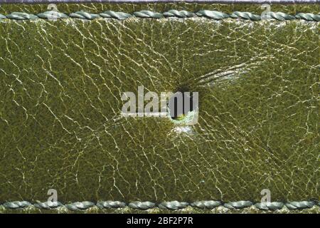 Dark green leather texture with seams. material with stitches macro background Stock Photo