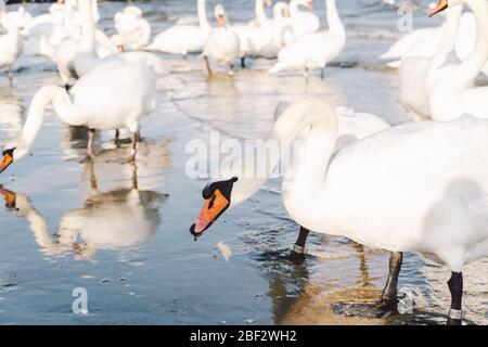 Swans and seagulls on the Baltic sea in winter, spot city Poland. Many seabirds, gulls and a swan, eat near the shore. Many birds in the sea coast Stock Photo