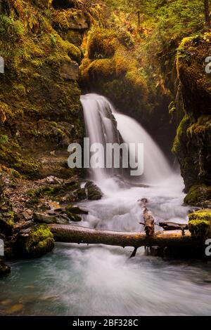 Waterfall Virgin Creek Falls Girdwood Anchorage Alaska USA Stock waterfall-virgin-creek-falls-girdwood-anchorage-alaska-usa-stock