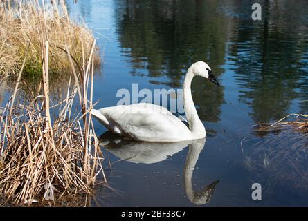 Lonely widowed swan that lives at the downtown park in Bend, Oregon Stock Photo