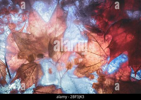 Maple leaves and blossom freeze plate in red-yellow tones: creative handmade background Stock Photo
