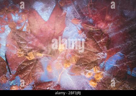Maple leaves and blossom freeze plate in red-yellow tones: creative handmade background Stock Photo