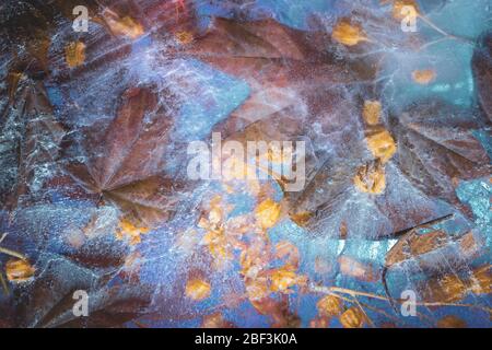Maple leaves and blossom freeze plate in blue-yellow tones: creative handmade background Stock Photo