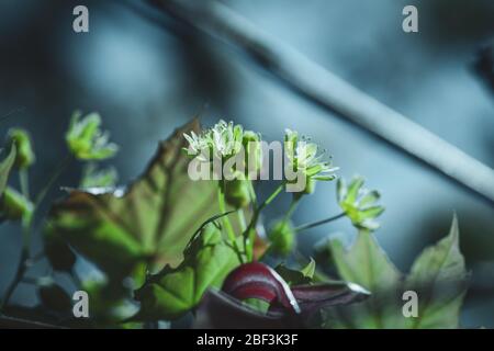 Maple blossom and leaves at spring against blue sky background Stock Photo