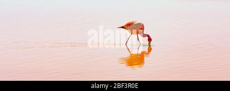 Panoramic Portrait of a James Flamingo (Phoenicoparrus jamesi) feeding and wading in the Laguna Colorada (Red Lagoon), Uyuni Salt Flat, Bolivia. Stock Photo