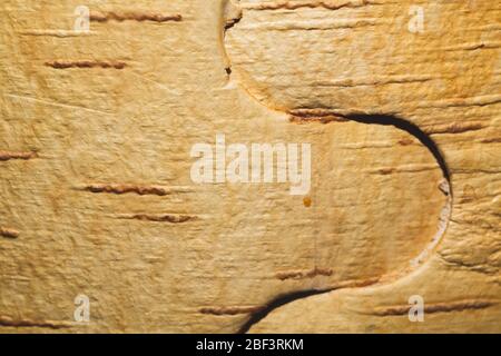 Birch bark macro texture. wooden background Stock Photo