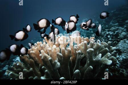 Underwater wildlife Stock Photo