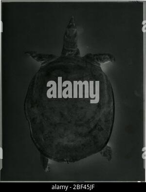 Apalone mutica. 16 Feb 20181 Stock Photo