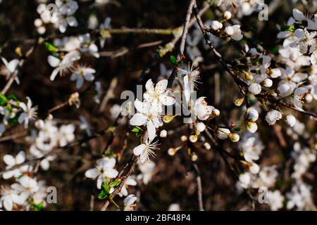 Spring flowers background. Small small flowers bloomed in spring. Stock Photo