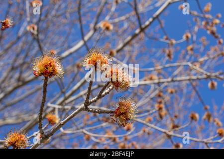 Close up view of emerging red and yellow flower blossoms on a red maple tree (acer rubrum) in early spring, with blue sky background Stock Photo