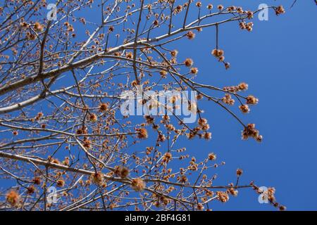 Close up view of emerging red and yellow flower blossoms on a red maple tree (acer rubrum) in early spring, with blue sky background Stock Photo