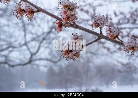 Close up view of emerging red and yellow flower blossoms on a red maple tree (acer rubrum) covered in frosted white snow, in early spring Stock Photo