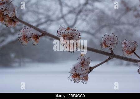 Close up view of emerging red and yellow flower blossoms on a red maple tree (acer rubrum) covered in frosted white snow, in early spring Stock Photo