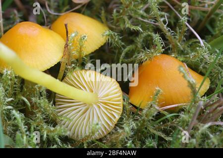 Hygrocybe ceracea, known as butter waxcap or wax cap, wild mushroom from Finland Stock Photo