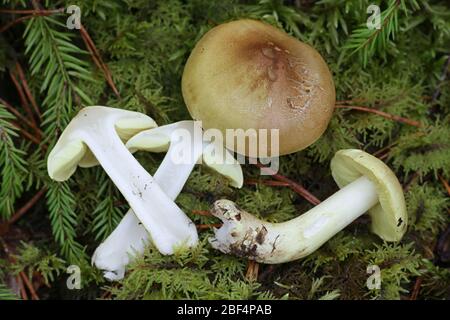 Tricholoma frondosae (Tricholoma equestre var. populinum), known as man on horseback or yellow knight, wild mushroom from Finland Stock Photo