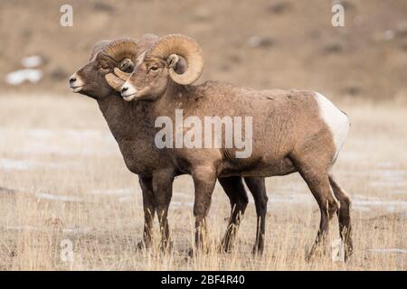 Bighorn Rams in Yellowstone National Park. Stock Photo