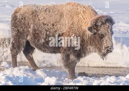 Bison in Yellowstone National Park at -25 F below zero. Stock Photo