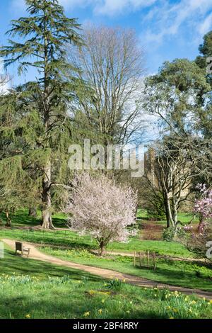 Japanese cherry tree in blossom in Batsford Arboretum, Morton in Marsh, Cotswolds, Gloucestershire, UK Stock Photo