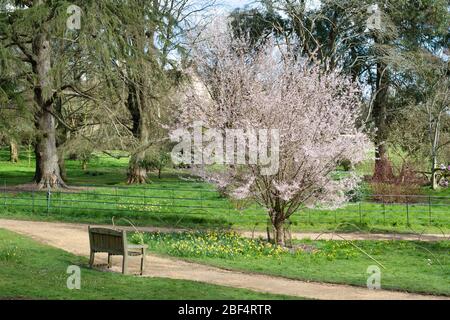 Japanese cherry tree in blossom in Batsford Arboretum, Morton in Marsh, Cotswolds, Gloucestershire, UK Stock Photo