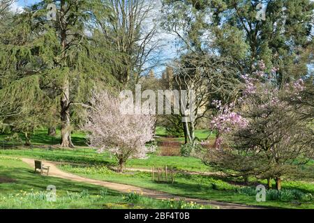 Japanese cherry tree in blossom in Batsford Arboretum, Morton in Marsh, Cotswolds, Gloucestershire, UK Stock Photo