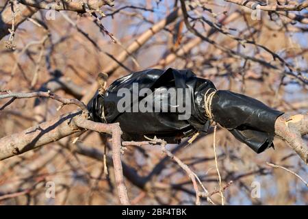 Picture of tree graft on branch using black plastic in Texas Stock Photo