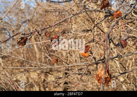 Dry apple, quince rotten fruit on the tree in orchard in North texas Stock Photo