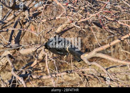 Picture of tree graft on branch using black plastic in Texas Stock Photo