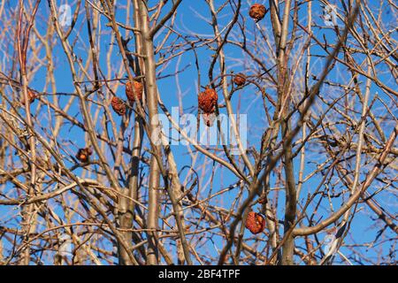 Dry apple, quince rotten fruit on the tree in orchard in North texas Stock Photo