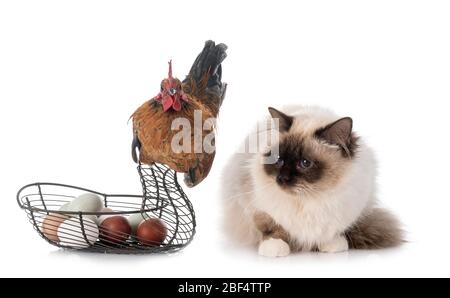 Malaysian Serama and birman cat in front of white background Stock Photo