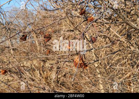 Dry apple, quince rotten fruit on the tree in orchard in North texas Stock Photo