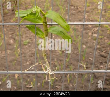 Dendrobium Orchid on a fence with roots without substrate Stock Photo