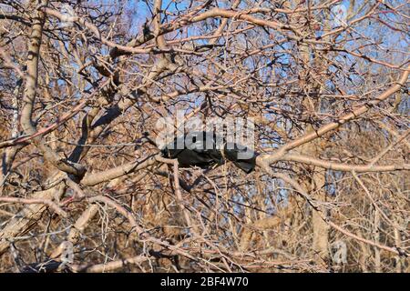 Picture of tree graft on branch using black plastic in Texas Stock Photo