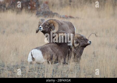 Bighorn Ram sampling the air for females in heat in Yellowstone National Park. Stock Photo