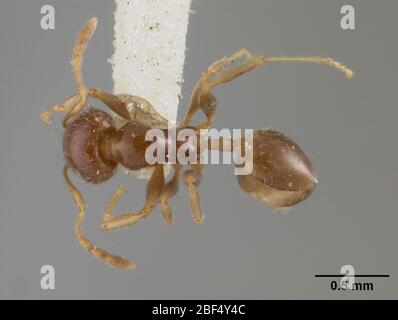 Pheidole kingi. 28 Dec 20161 Stock Photo