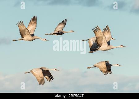 Sandhill cranes flying at Bosque del Apache National Wildlife Refuge Stock Photo