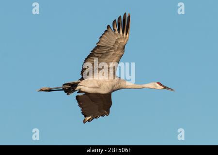 Sandhill crane flying at Bosque del Apache National Wildlife Refuge Stock Photo