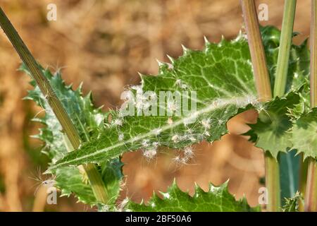 Spiny Sow Thistle (Sonchus asper) plant growing in Texas Stock Photo