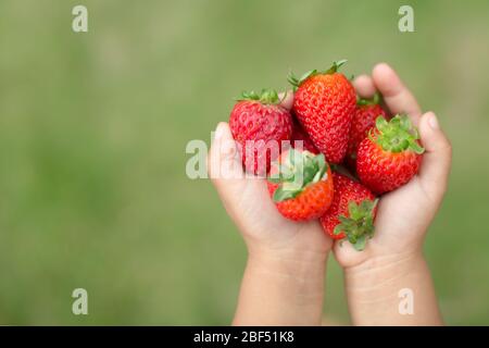 A close up of a child's hands holding a bunch of red fresh strawberries from the garden. Stock Photo