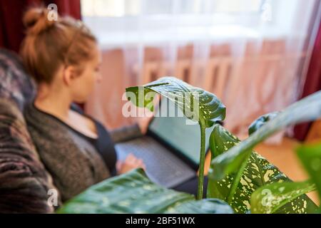 Flower at home. Young woman working in the background. Stock Photo