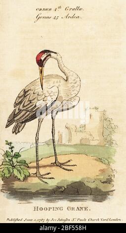 Whooping crane, Grus americana. Endangered. Handcoloured copperplate engraving after George Edwards from Samuel Galton Jr.’s Natural History of Birds containing a Variety of Facts selected from Several Writers for the Amusement and Instruction of Children, London, Joseph Johnson, 1791. Stock Photo