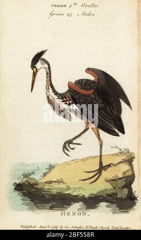 North American ash-coloured heron, Ardea fusca. Handcoloured copperplate engraving after George Edwards from Samuel Galton Jr.’s Natural History of Birds containing a Variety of Facts selected from Several Writers for the Amusement and Instruction of Children, London, Joseph Johnson, 1791. Stock Photo